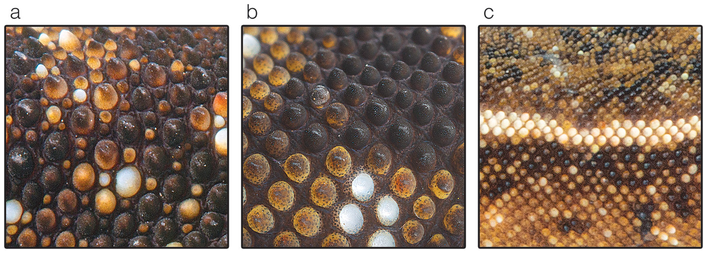 Figure showing the main three patterns of dorsal scale arrangement among Lepidoblepharis occurring in western Ecuador