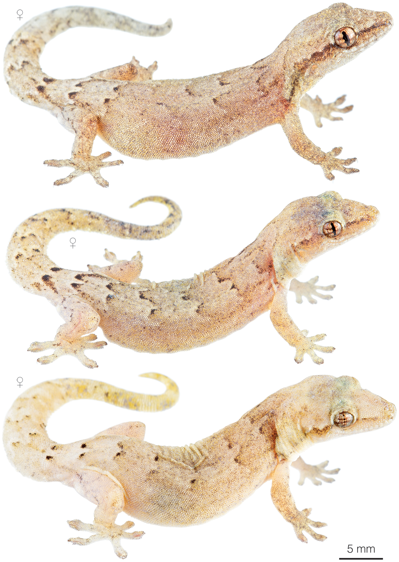 Figure showing variation among individuals of Lepidodactylus lugubris