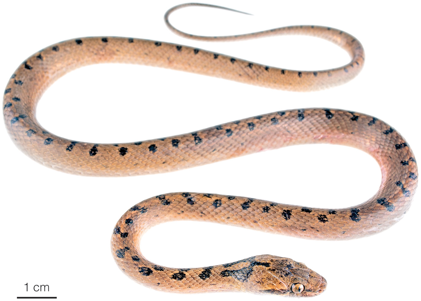 Figure showing a subadult female of Leptodeira misinawui