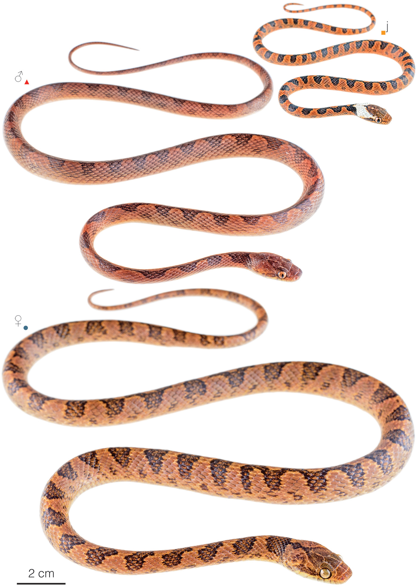 Figure showing variation among individuals of Leptodeira ornata