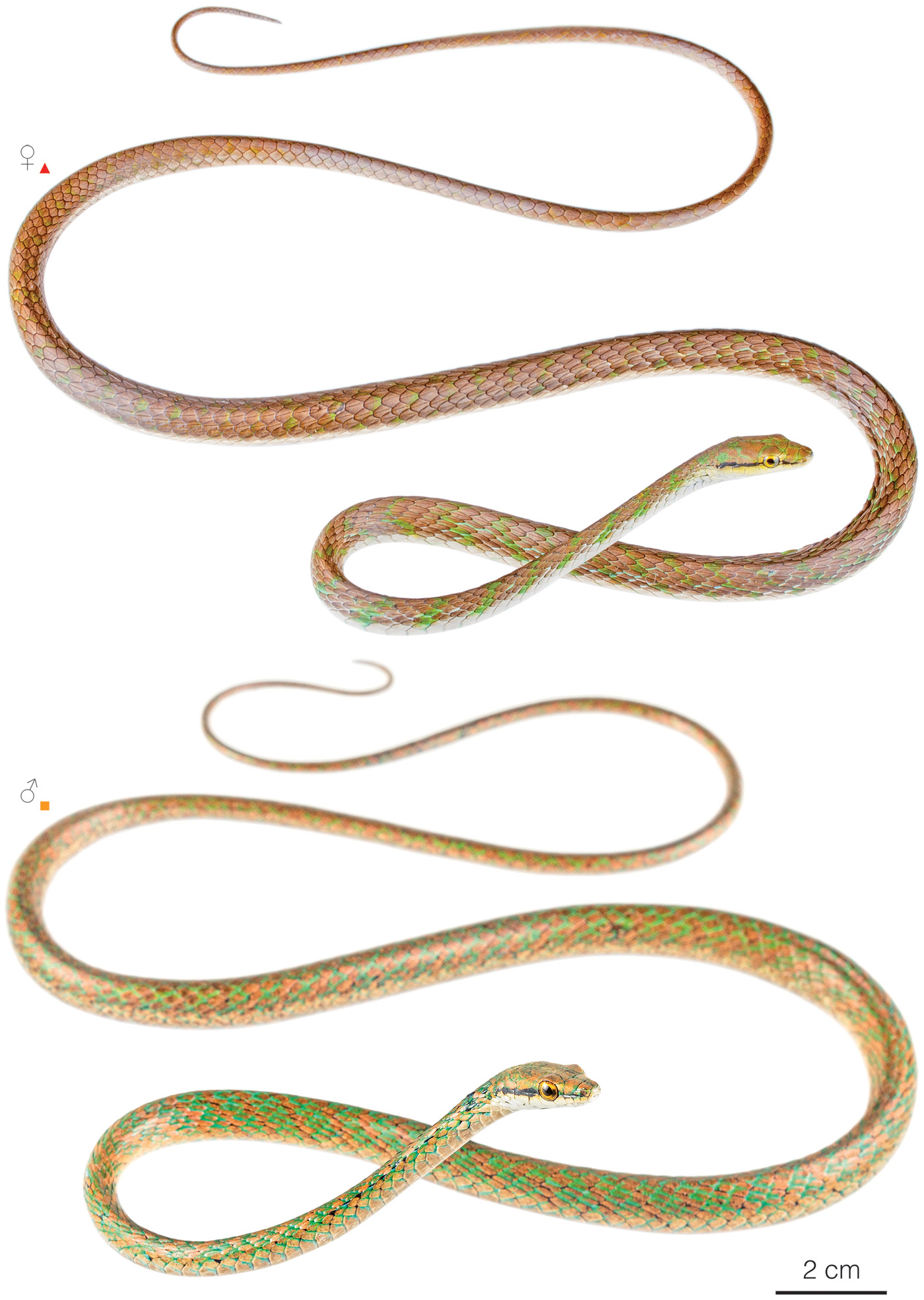 Figure showing variation among individuals of Leptophis cupreus