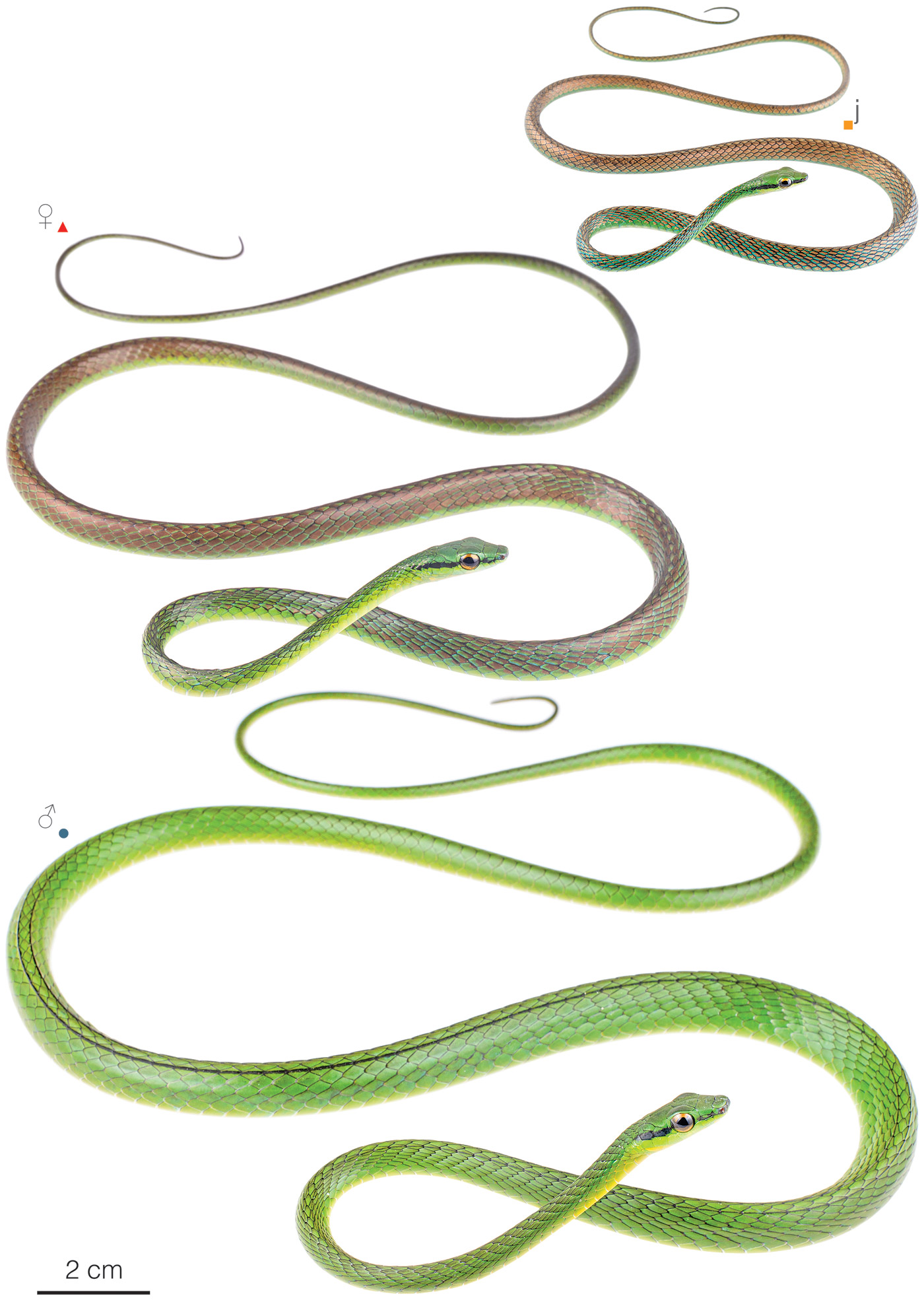 Figure showing variation among individuals of Leptophis depressirostris