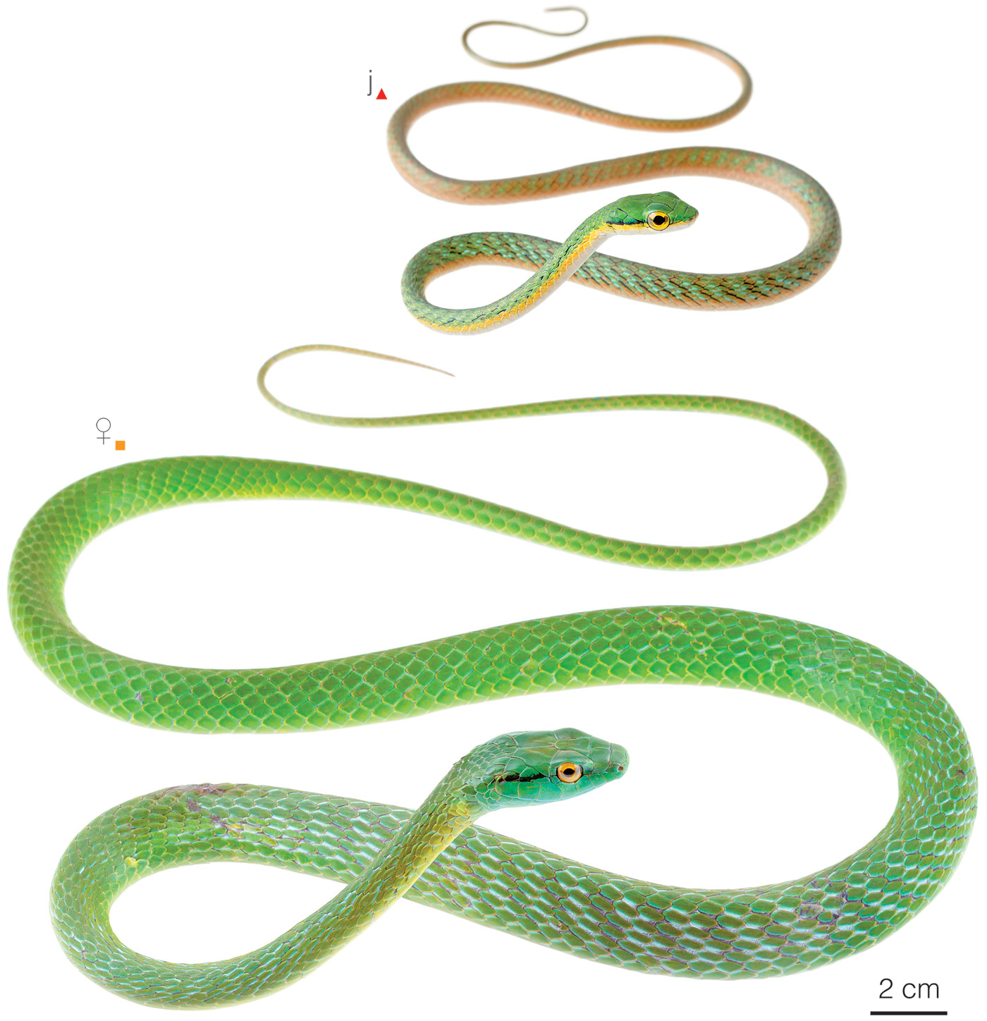 Figure showing variation among individuals of Leptophis occidentalis