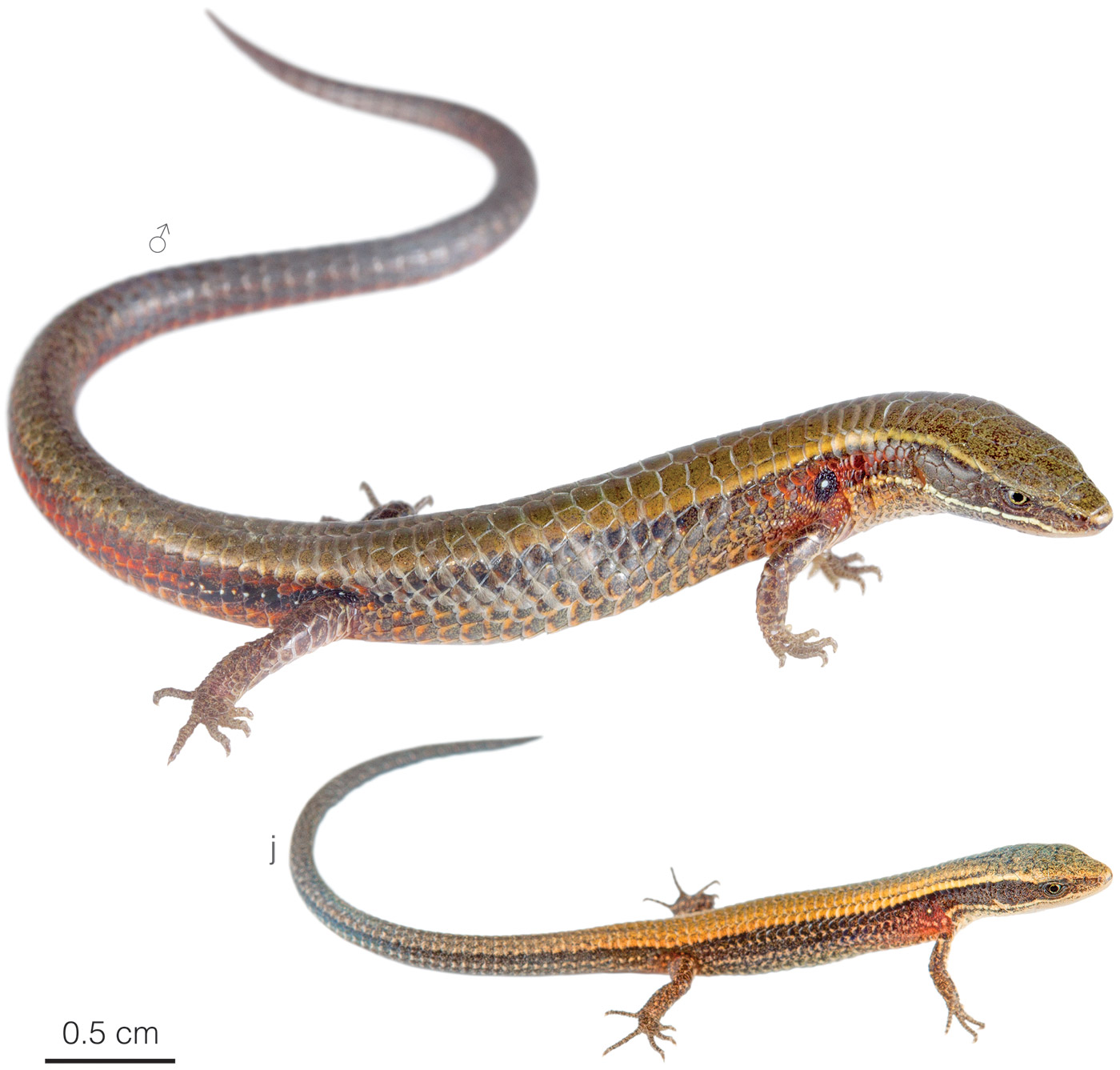 Figure showing variation among individuals of Macropholidus ruthveni