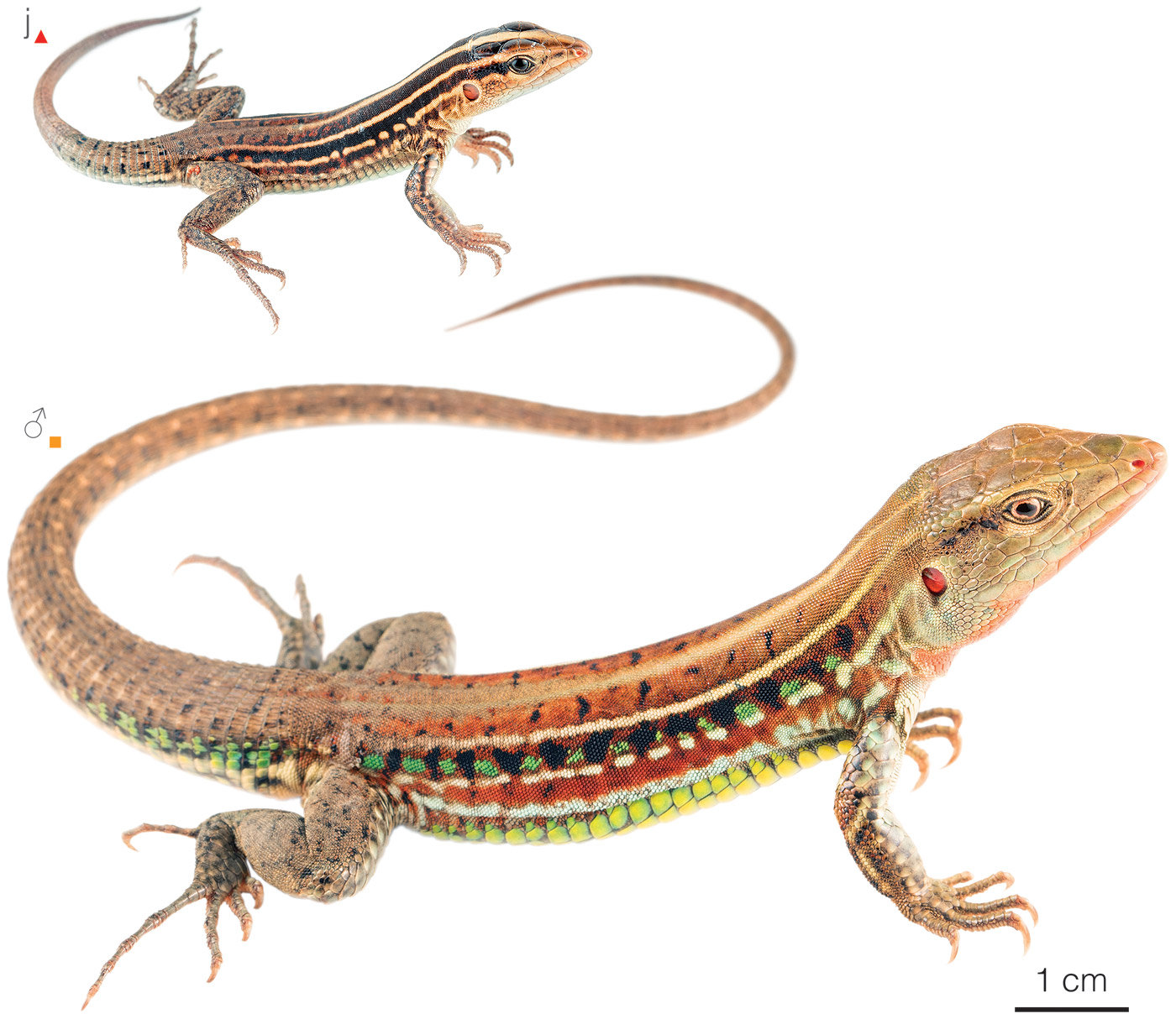 Figure showing variation among individuals of Medopheos edracanthus