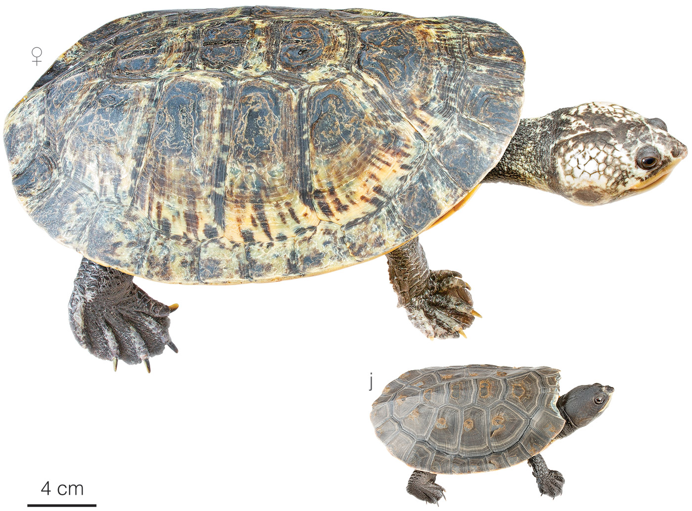 Figure showing variation among individuals of Mesoclemmys raniceps