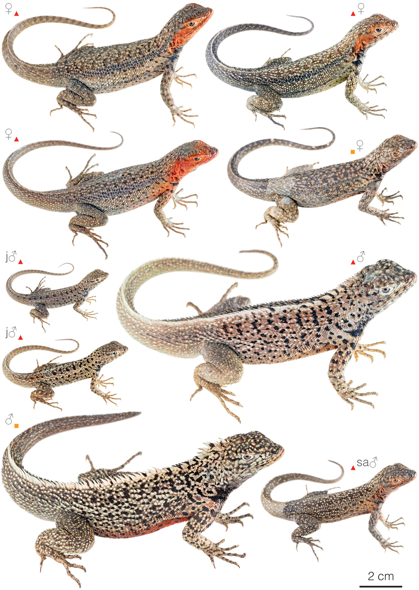 Figure showing variation among individuals of Microlophus albemarlensis