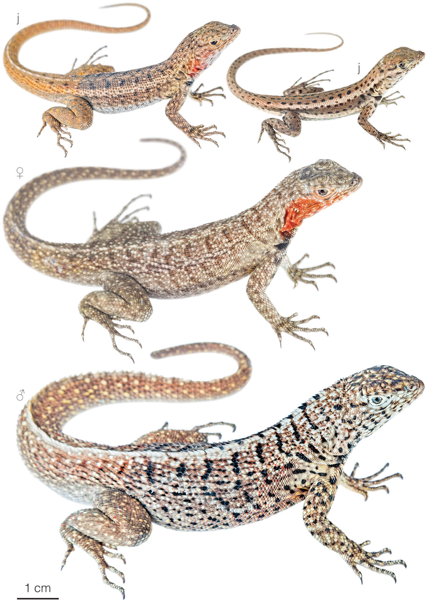 Figure showing variation among individuals of Microlophus barringtonensis