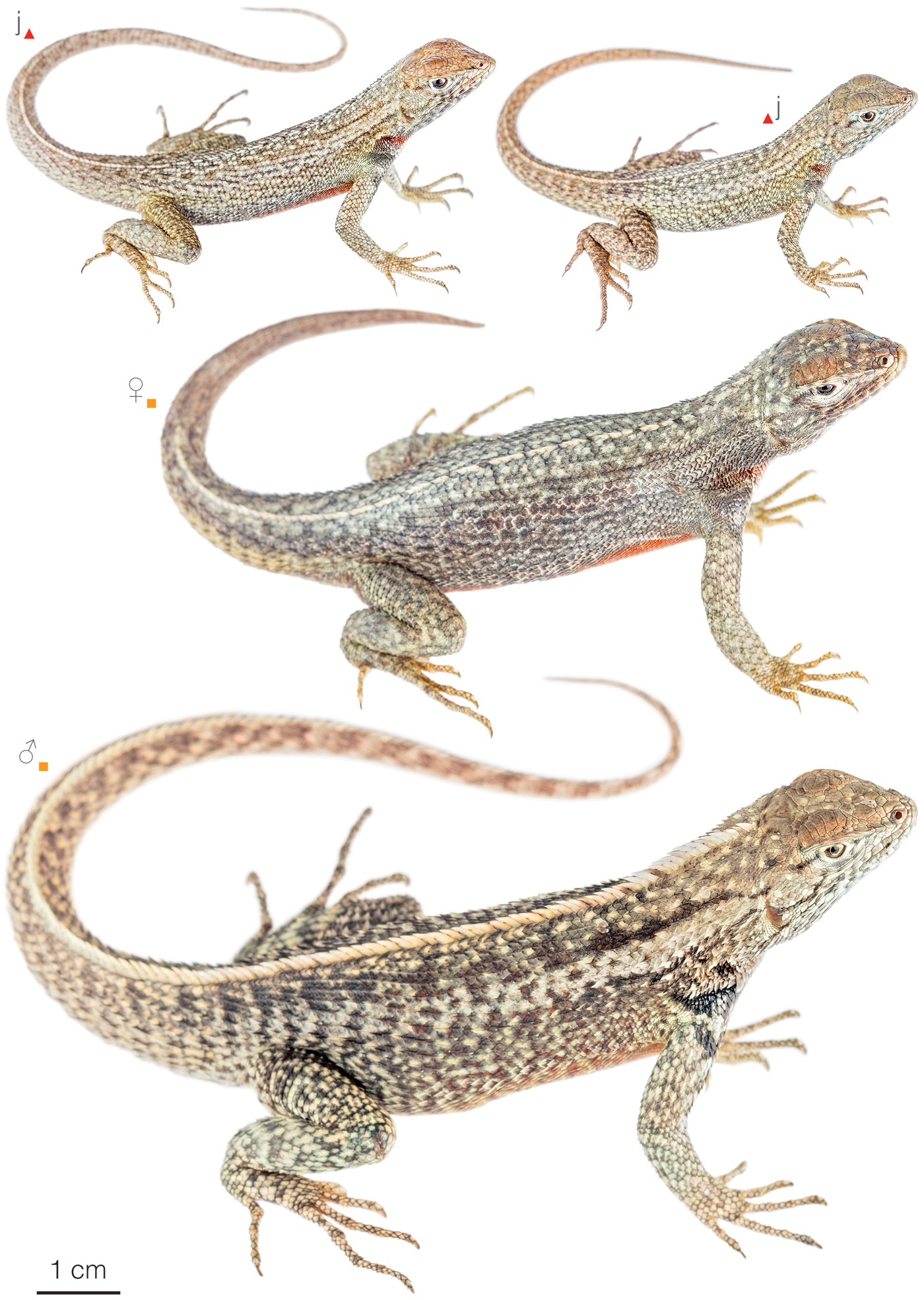 Figure showing variation among individuals of Microlophus bivittatus