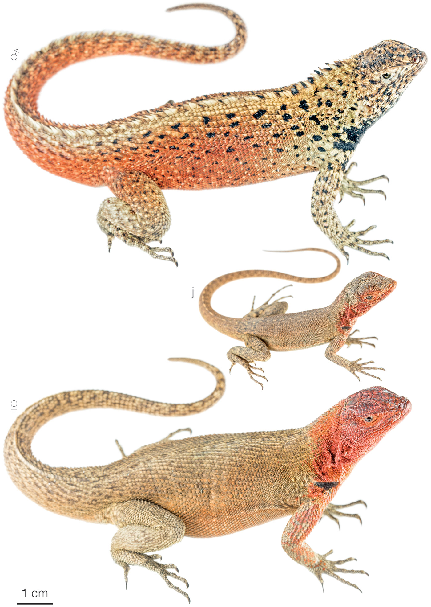 Figure showing variation among individuals of Microlophus delanonis
