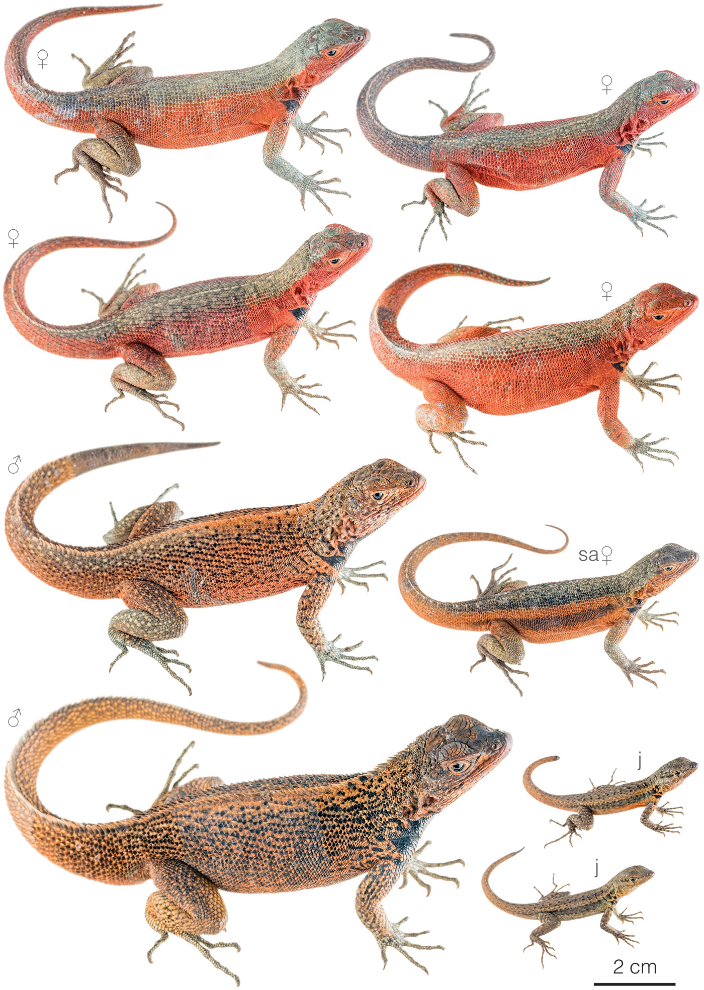 Figure showing variation among individuals of Microlophus duncanensis