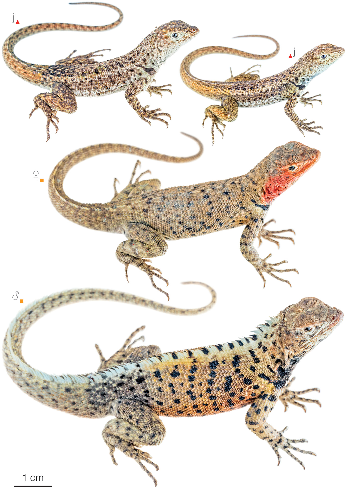 Figure showing variation among individuals of Microlophus grayii