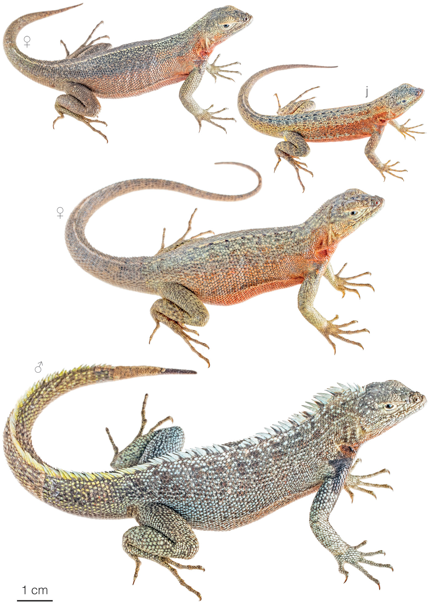 Figure showing variation among individuals of Microlophus habelii