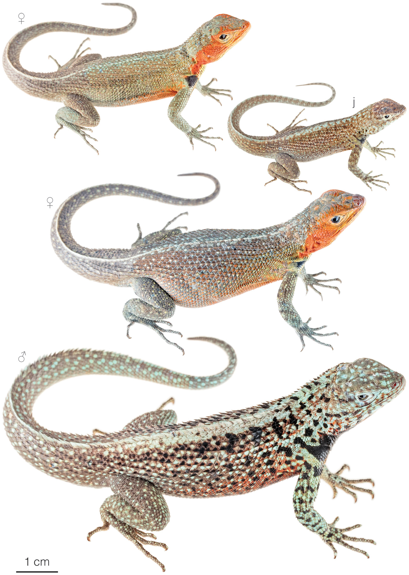 Figure showing variation among individuals of Microlophus indefatigabilis