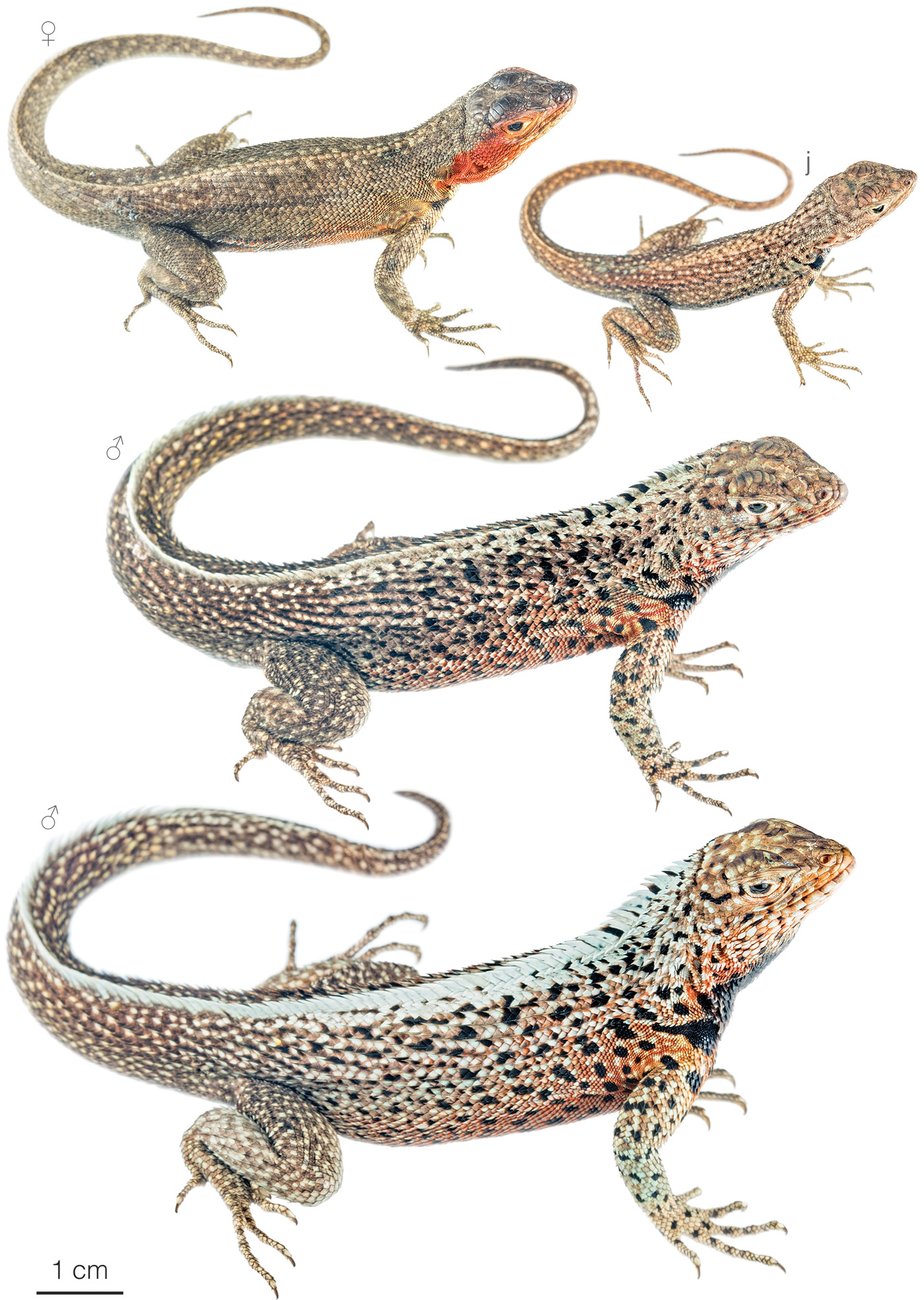 Figure showing variation among individuals of Microlophus jacobii