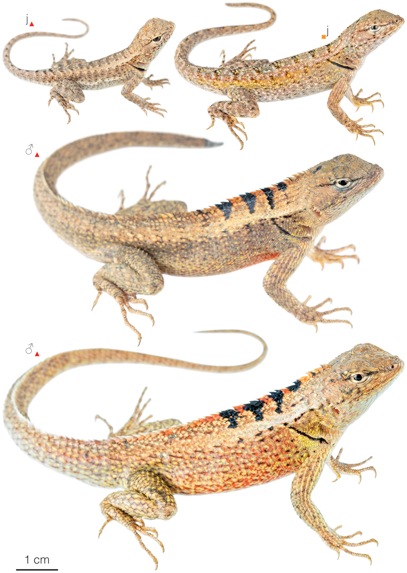 Figure showing variation among individuals of Microlophus occipitalis