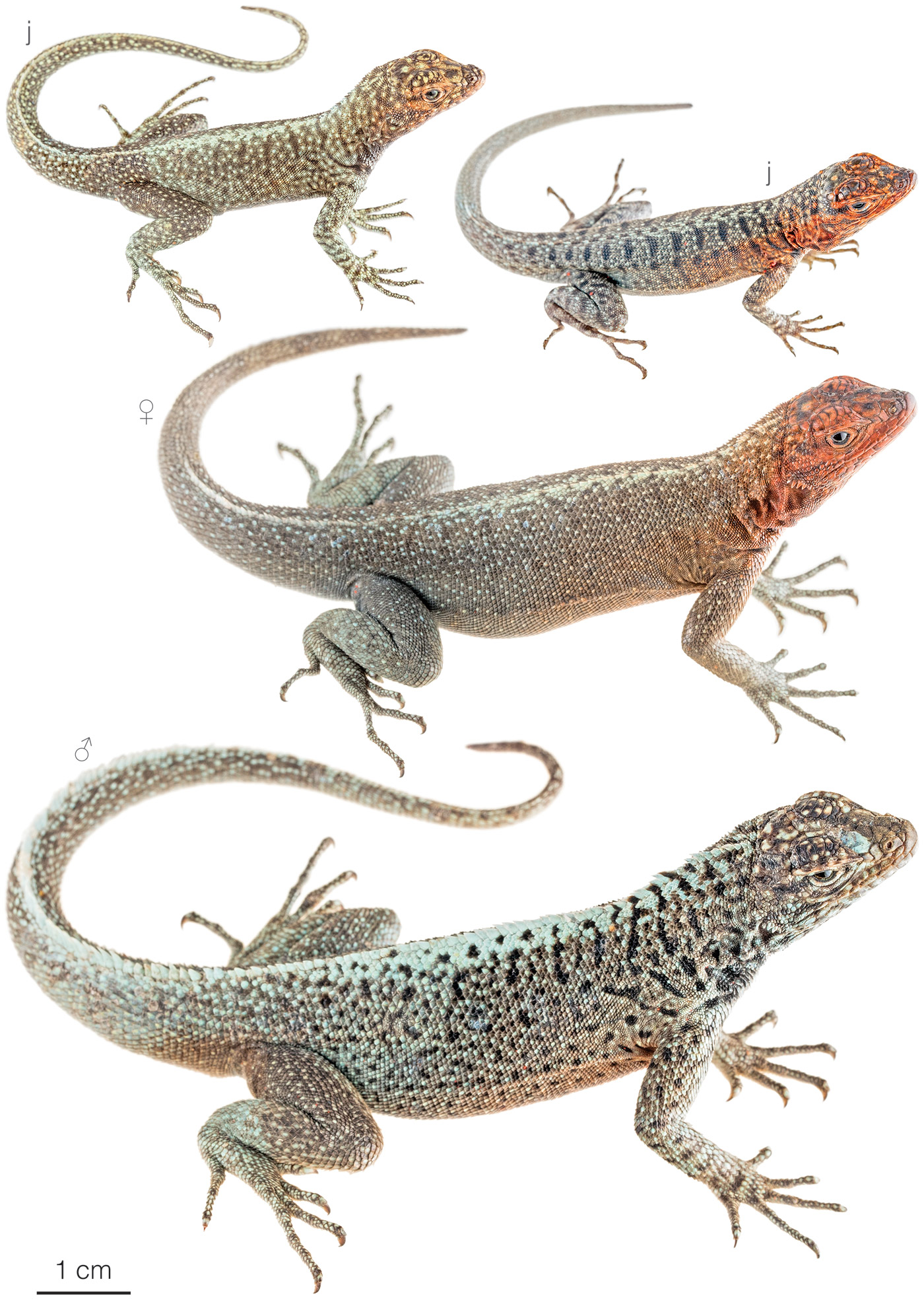 Figure showing variation among individuals of Microlophus pacificus