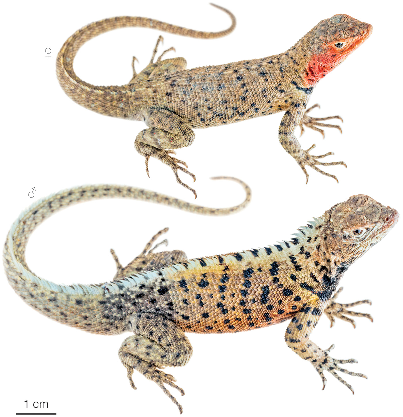 Figure showing variation among individuals of Microlophus slevini