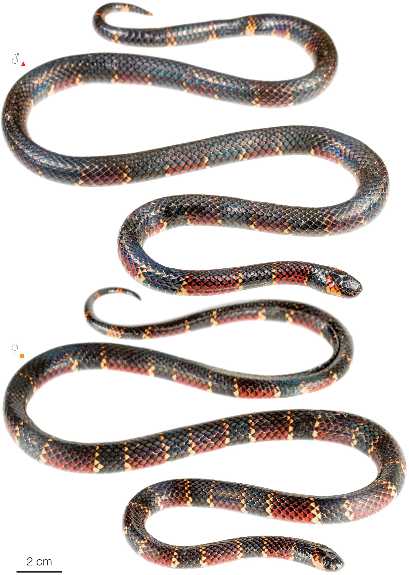 Figure showing variation among individuals of Micrurus steindachneri