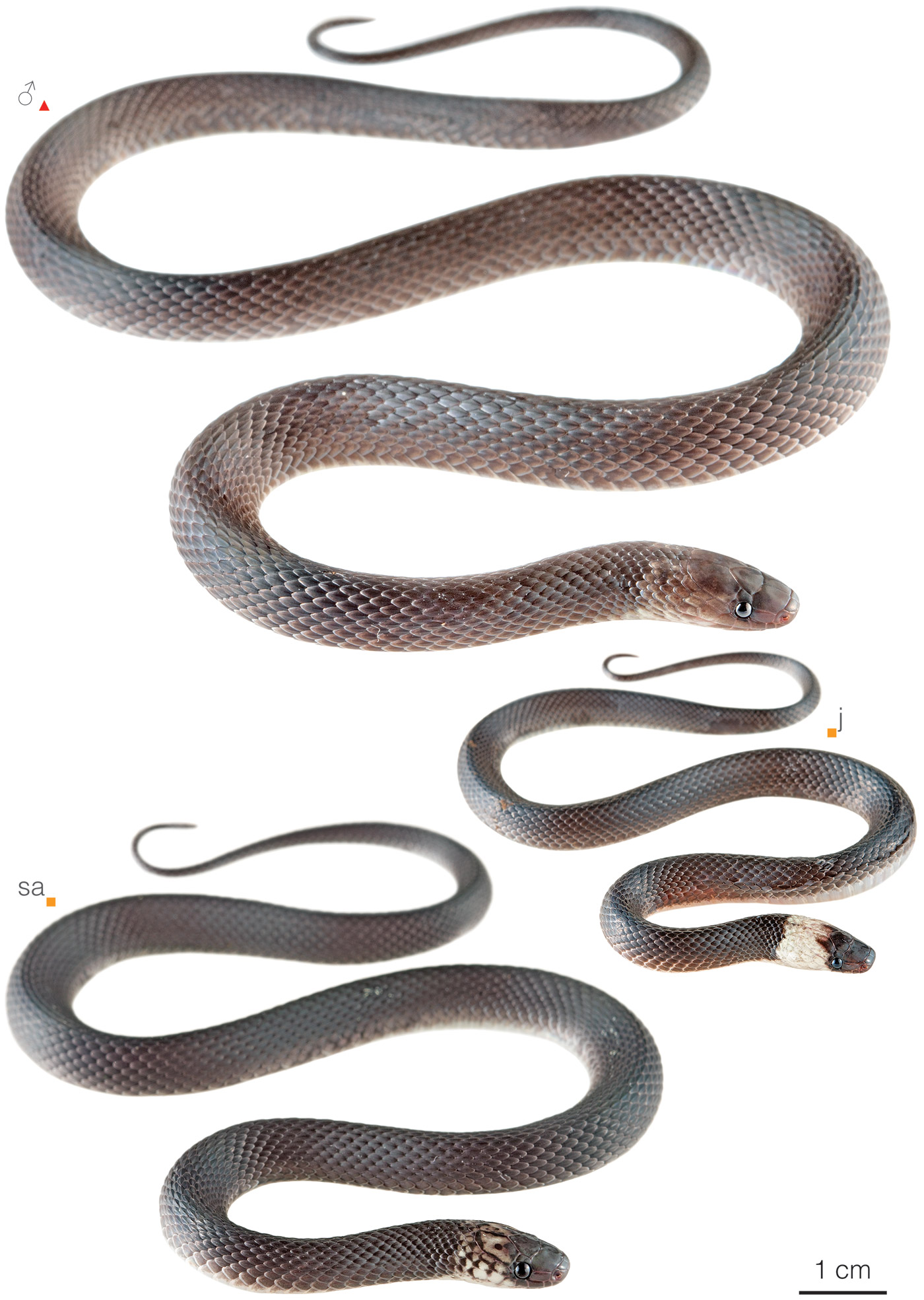 Figure showing variation among individuals of Ninia teresitae