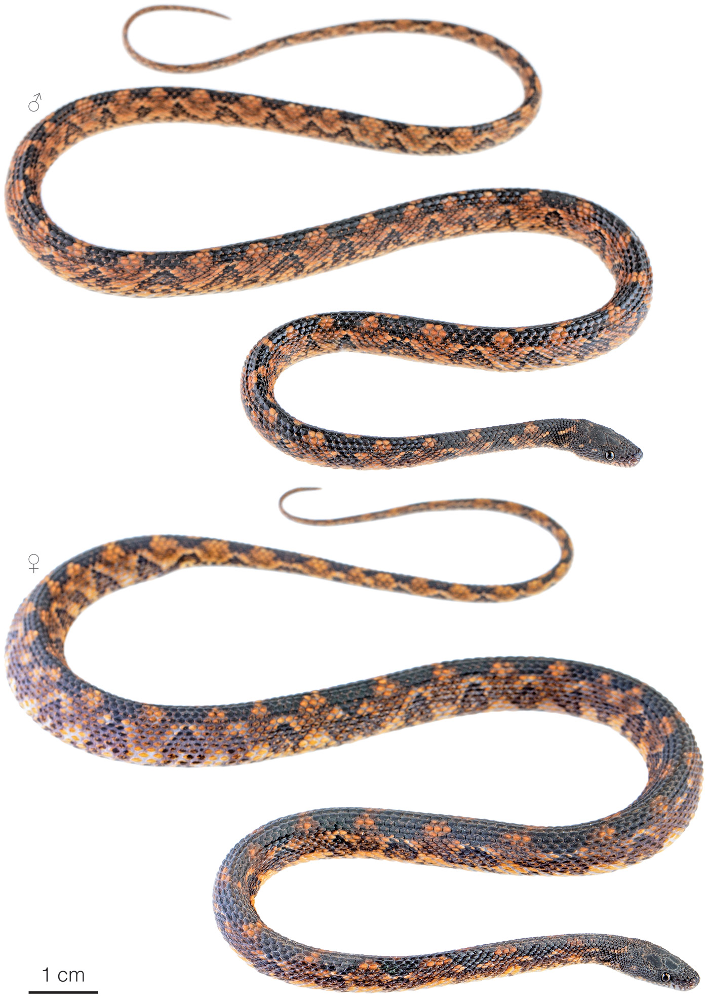 Figure showing variation among individuals of Nothopsis rugosus