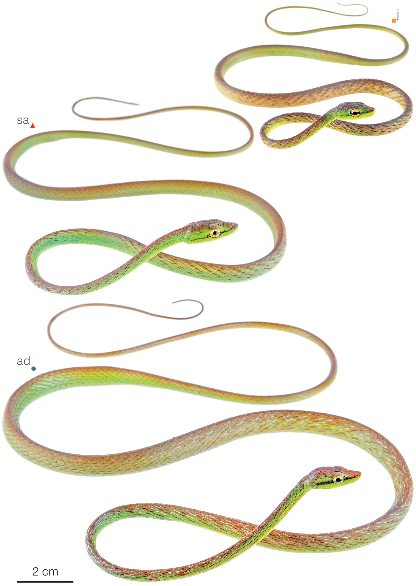 Figure showing variation among individuals of Oxybelis brevirostris