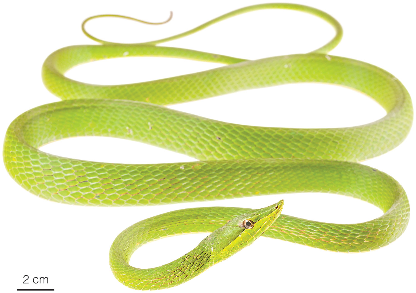 Figure an adult female of Oxybelis fulgidus