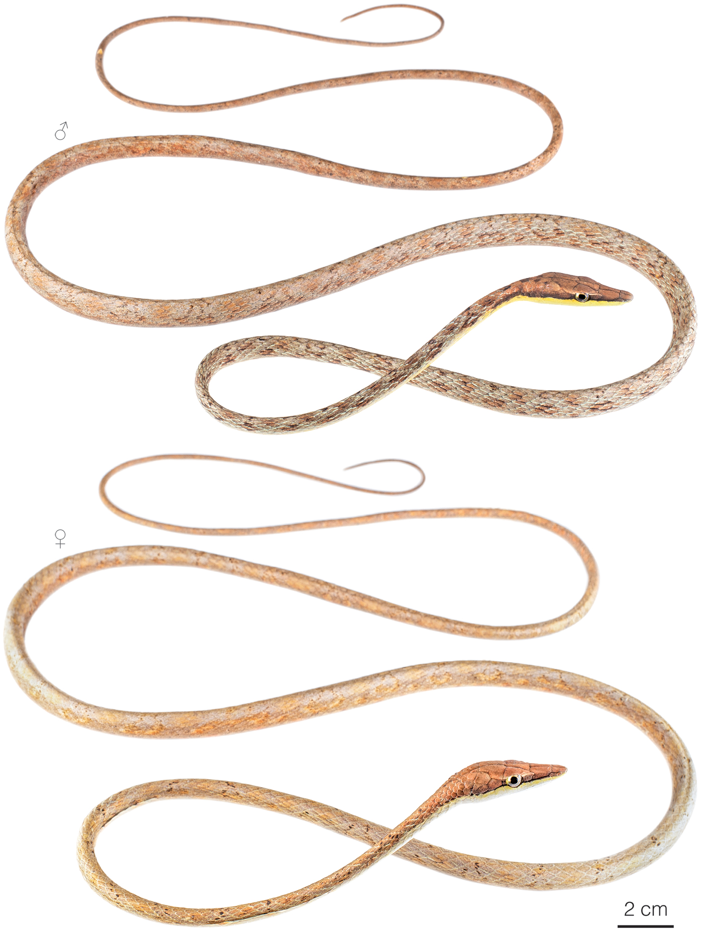 Figure showing variation among individuals of Oxybelis transandinus