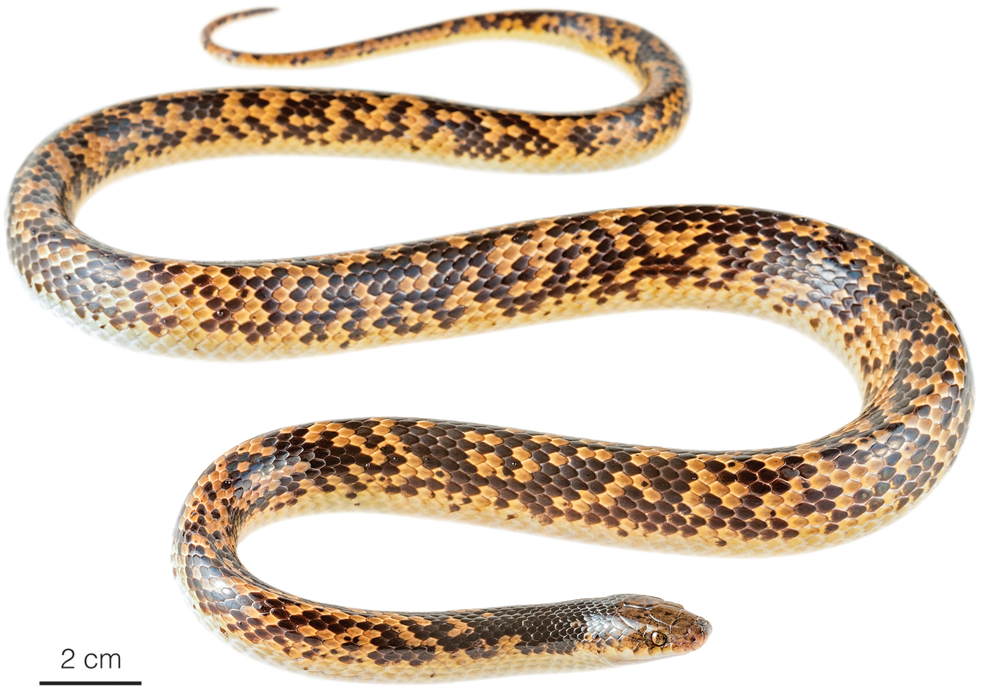 Figure showing an adult female of Oxyrhopus fitzingeri