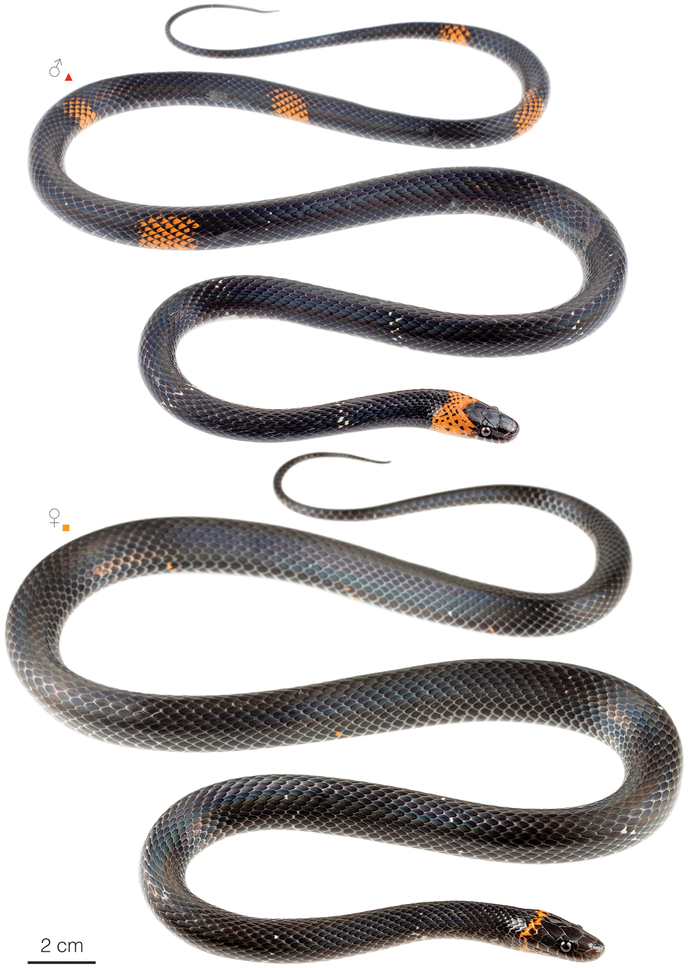 Variation among individuals of Oxyrhopus vanidicus