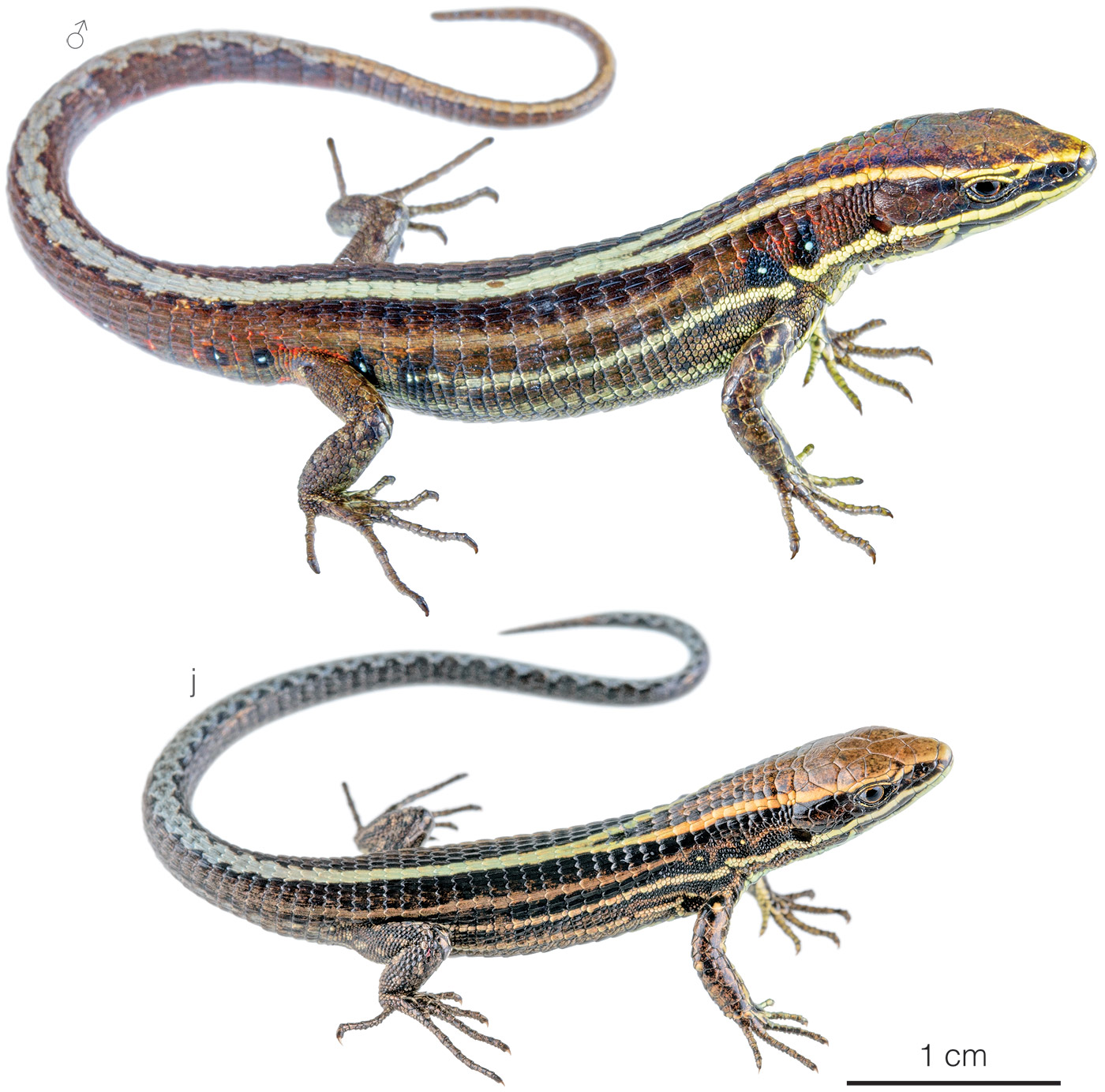 Figure showing variation among individuals of Pholidobolus dicrus