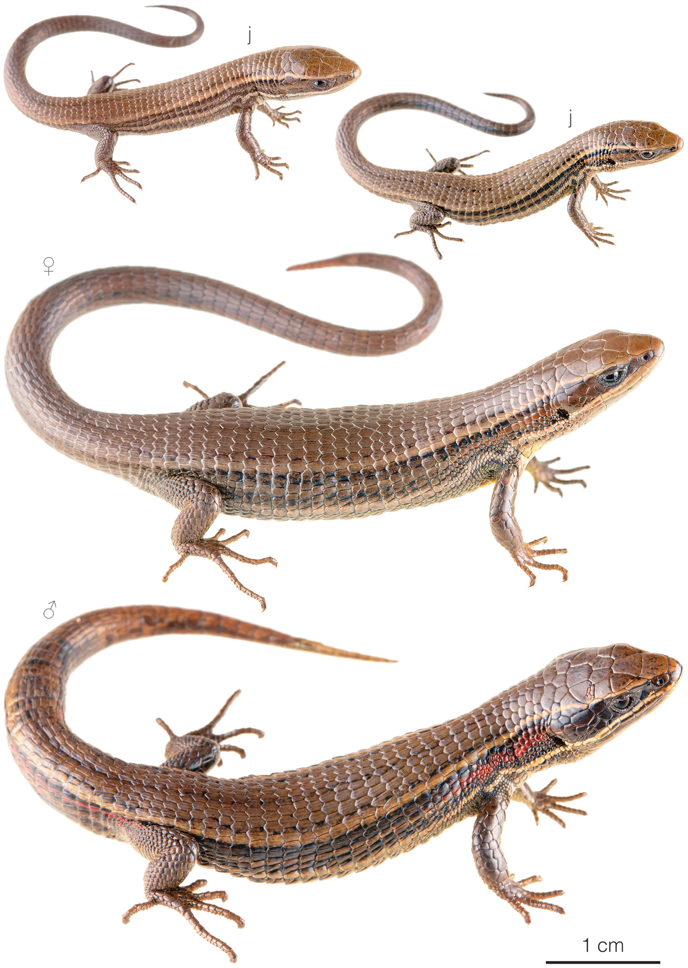 Figure showing variation among individuals of Pholidobolus macbrydei