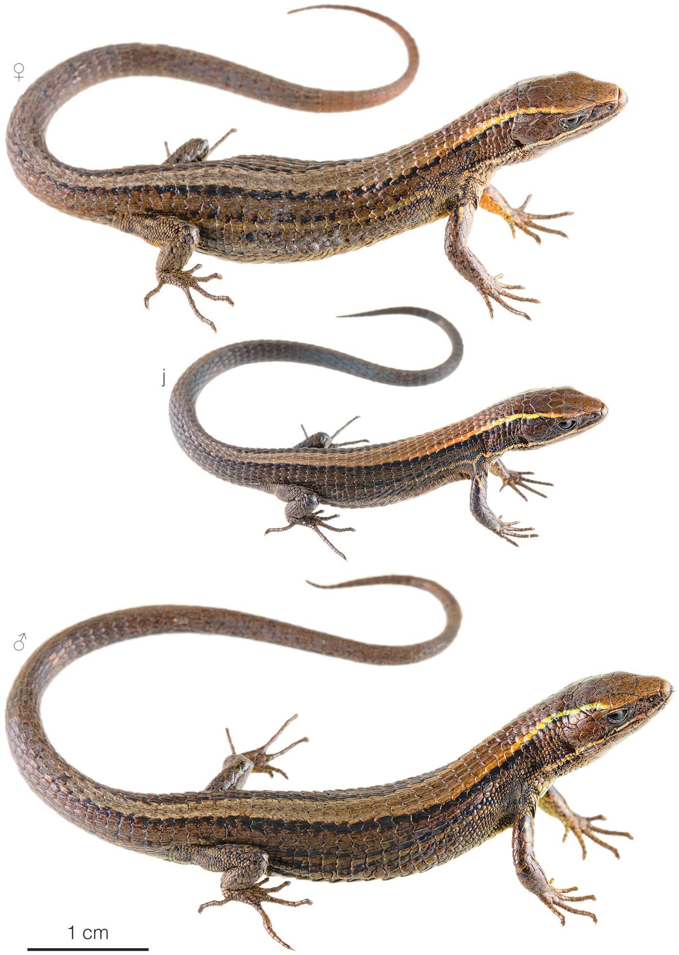 Figure showing variation among individuals of Pholidobolus samek