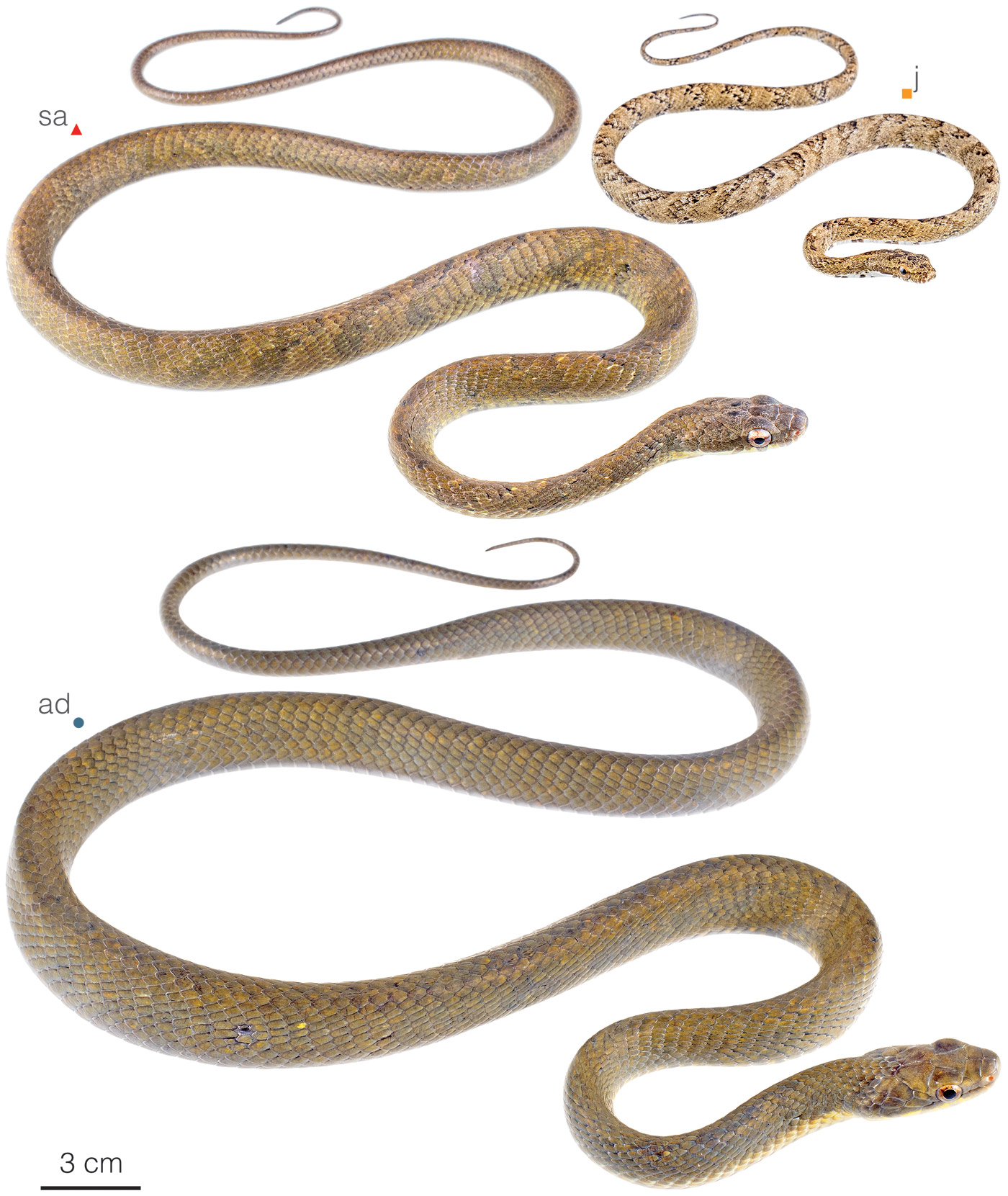 Figure showing variation among individuals of Phrynonax sexcarinatus