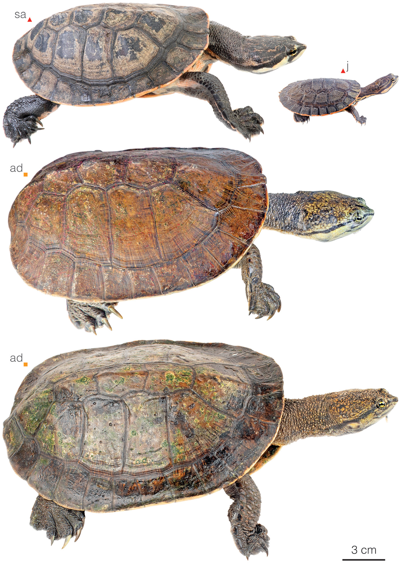 Figure showing variation among individuals of Phrynops geoffroanus