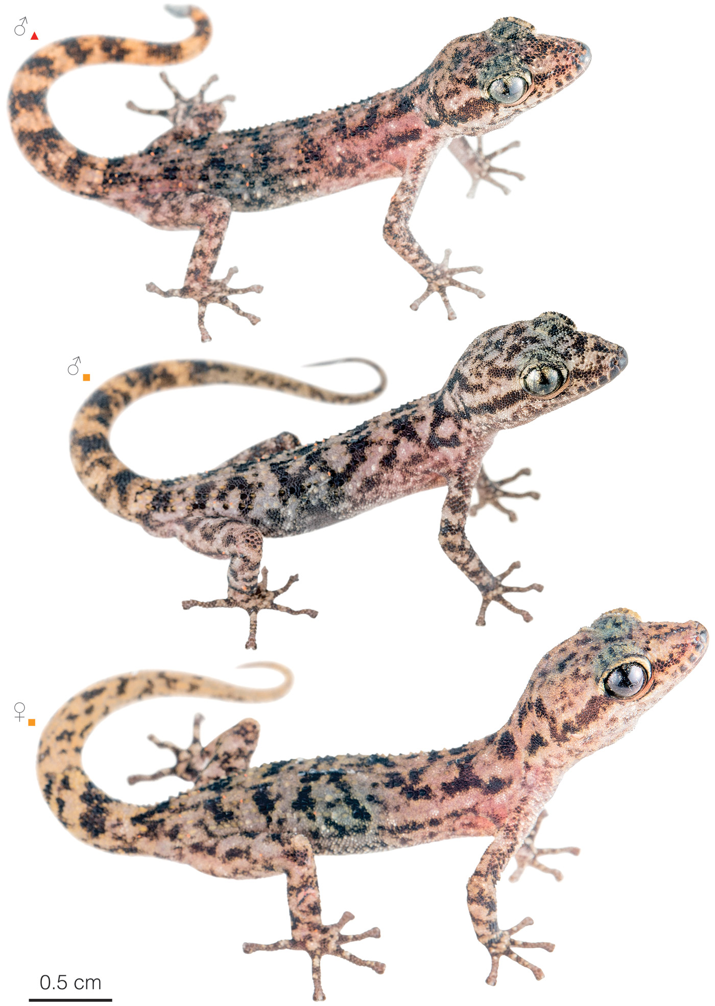 Figure showing variation among individuals of Phyllodactylus andysabini