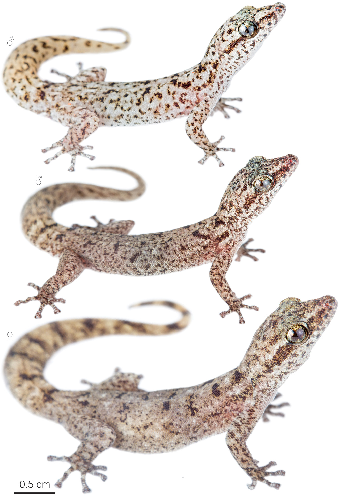 Figure showing variation among individuals of Phyllodactylus barringtonensis