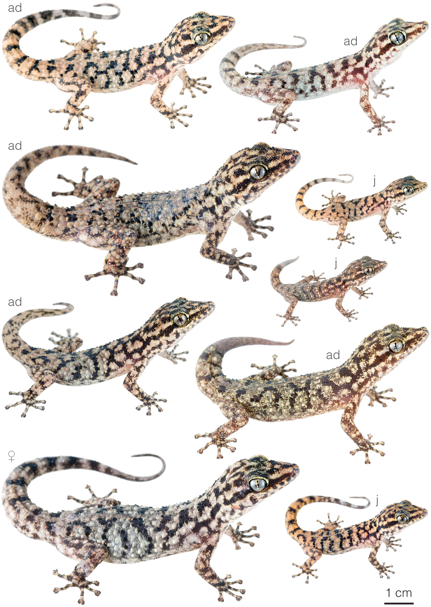 Figure showing variation among individuals of Phyllodactylus darwini