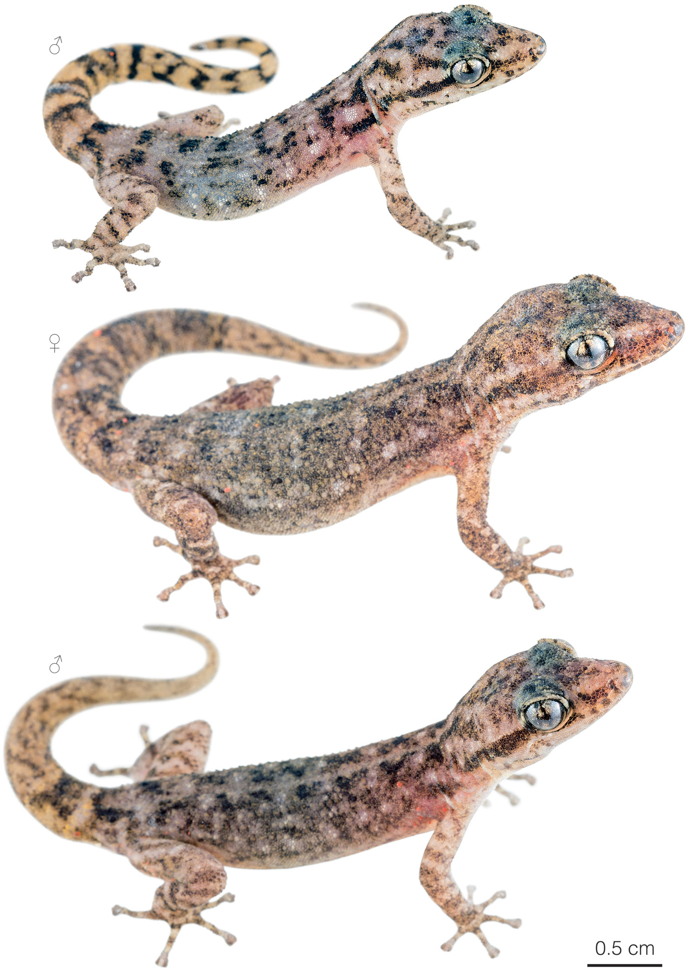 Figure showing variation among individuals of Phyllodactylus duncanensis