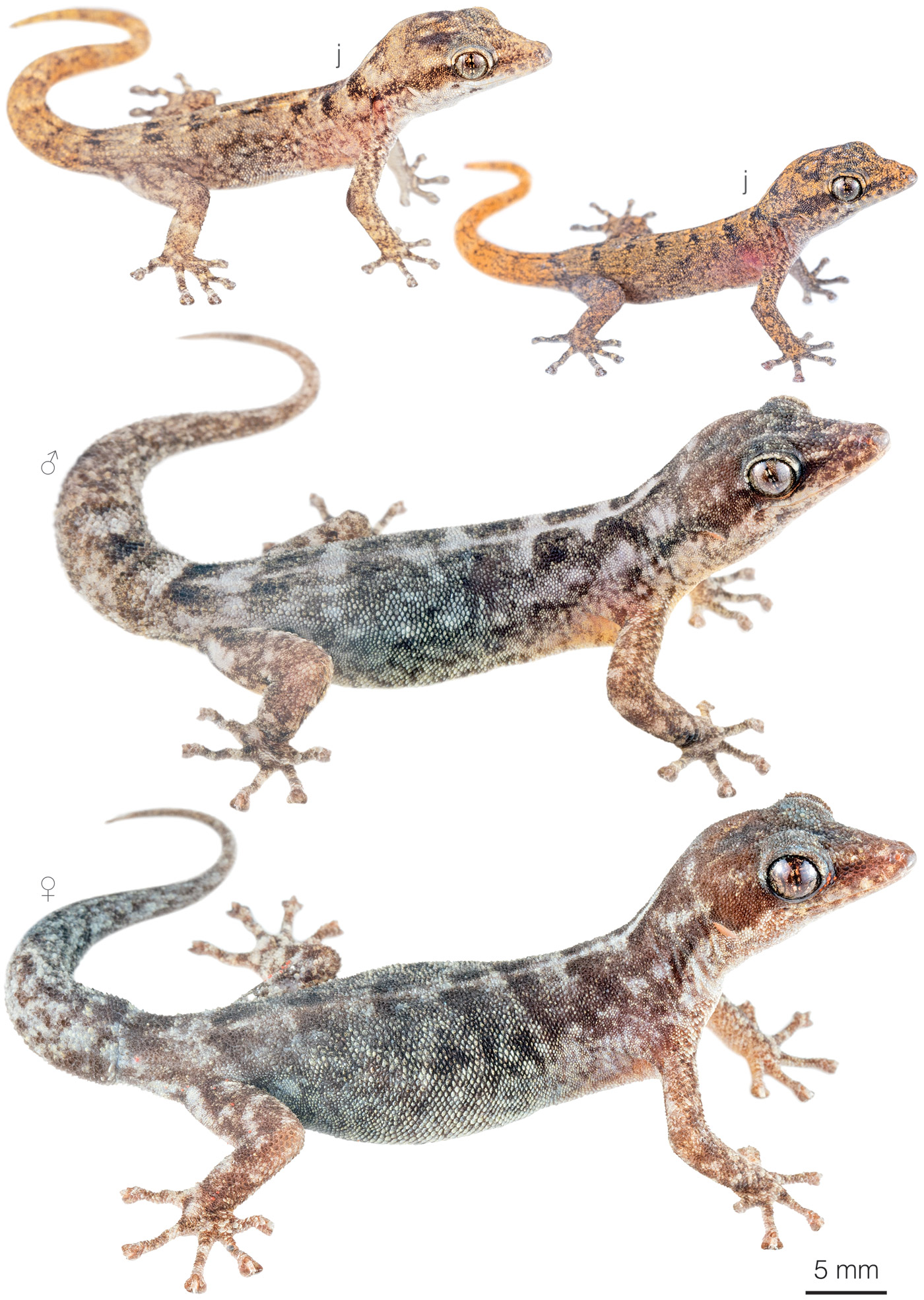 Figure showing variation among individuals of Phyllodactylus gilberti