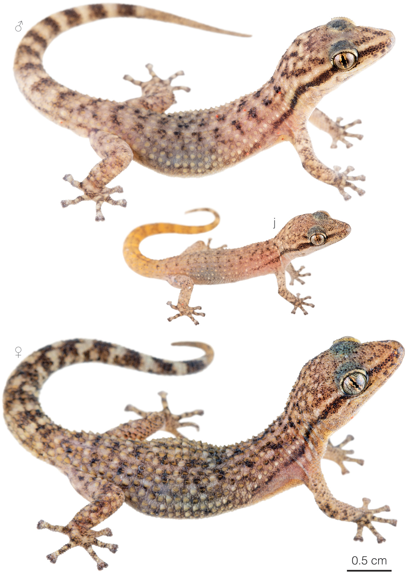 Figure showing variation among individuals of Phyllodactylus kofordi