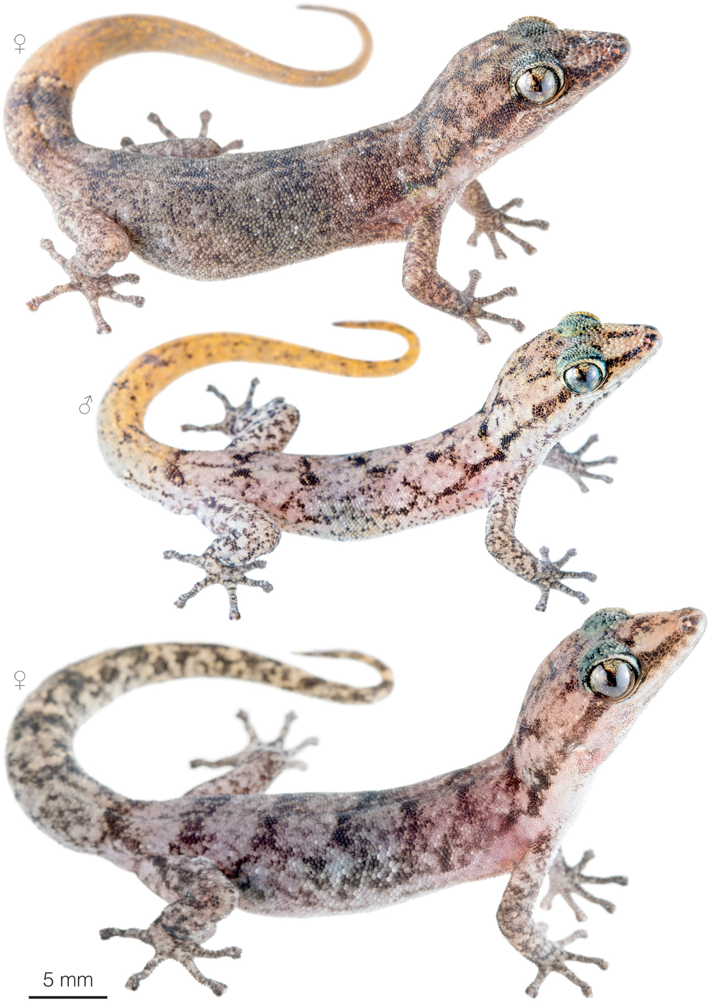 Figure showing variation among individuals of Phyllodactylus leei