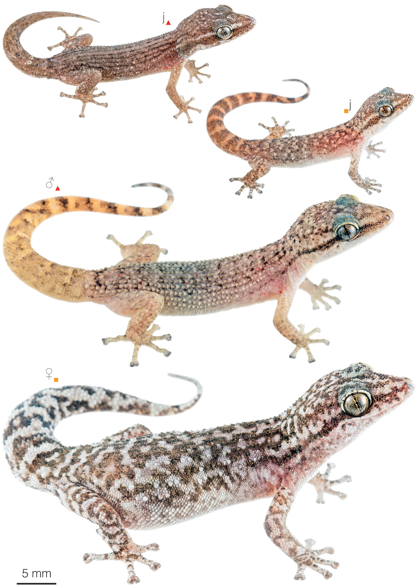 Figure showing variation among individuals of Phyllodactylus leoni