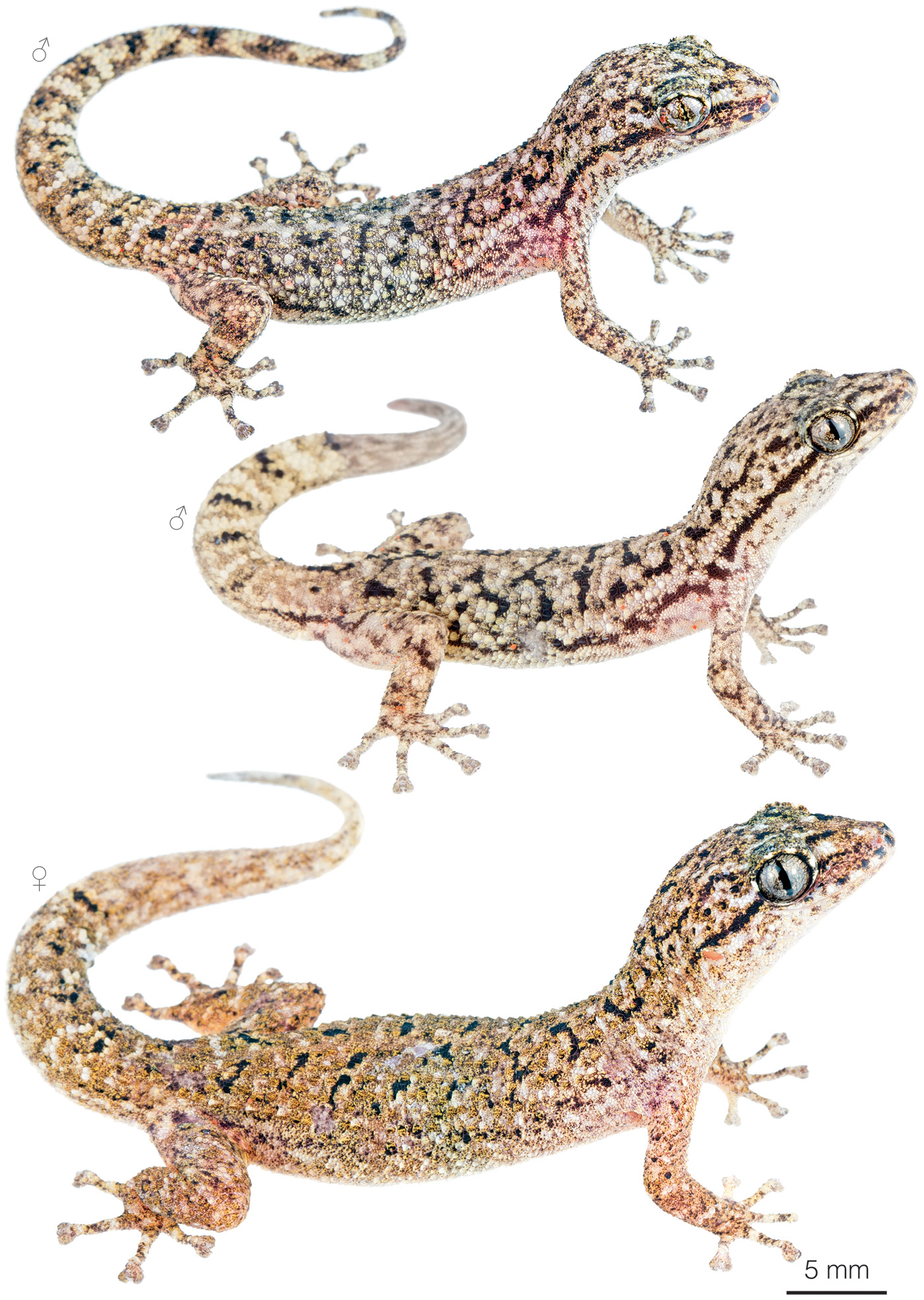 Figure showing variation among individuals of Phyllodactylus pumilus