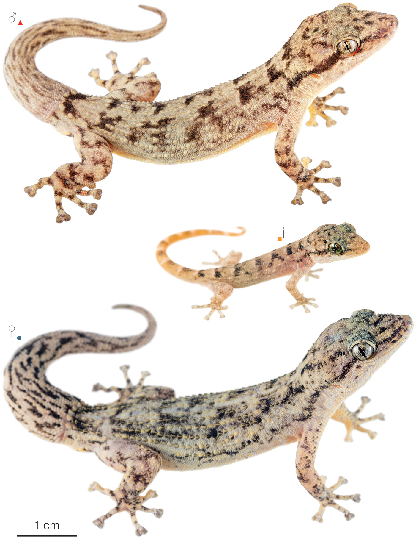 Figure showing variation among individuals of Phyllodactylus reissii