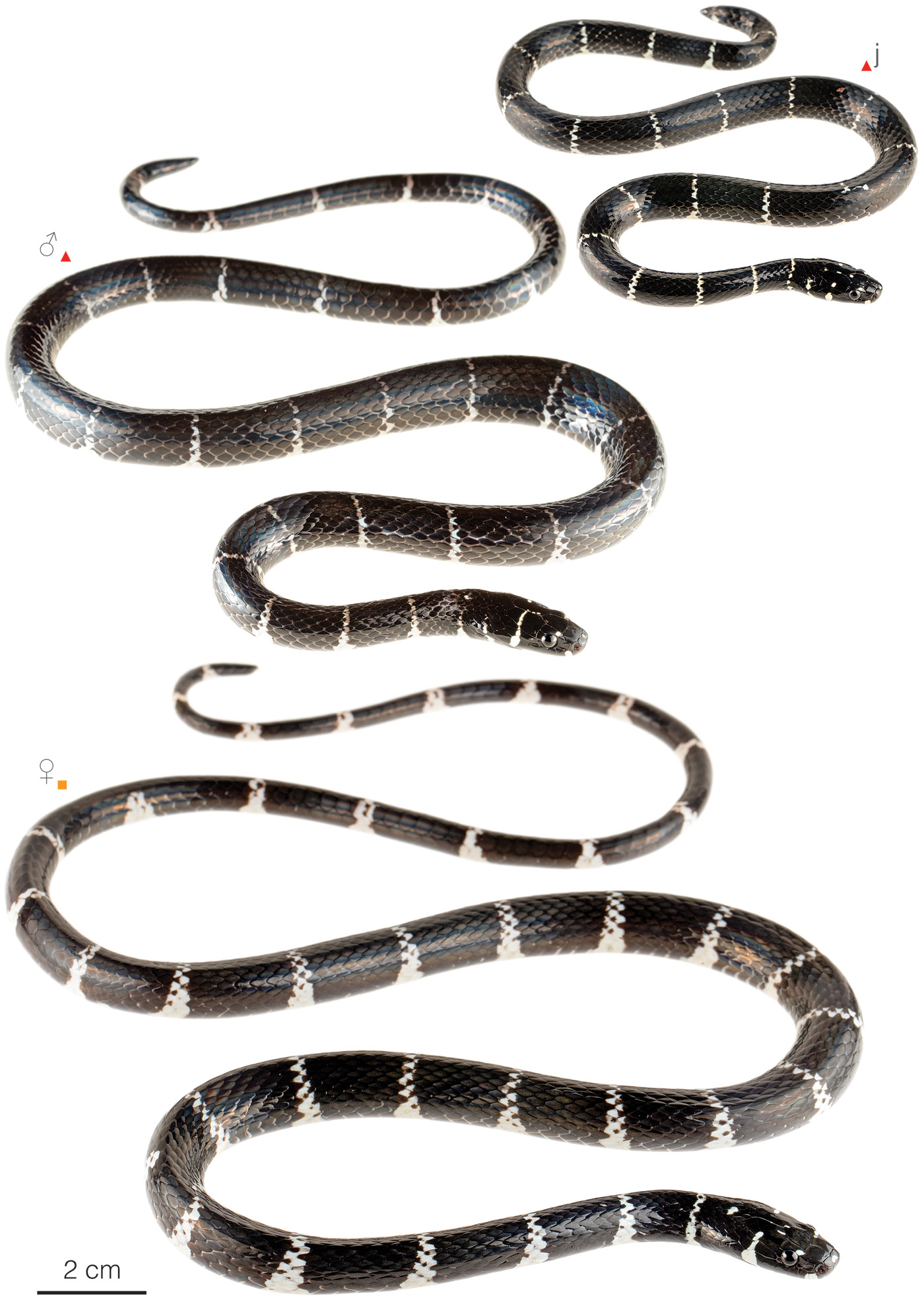 Figure showing variation among individuals of Pliocercus euryzonus
