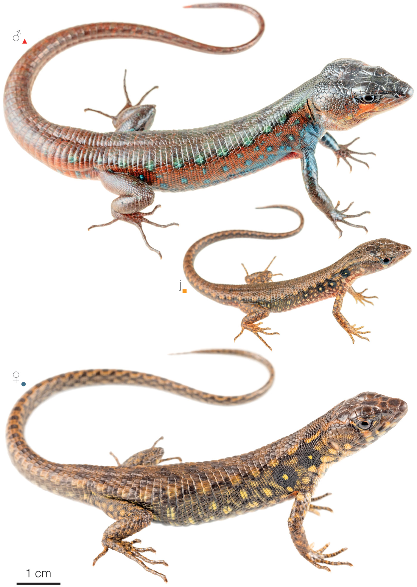 Figure showing variation among individuals of Potamites strangulatus