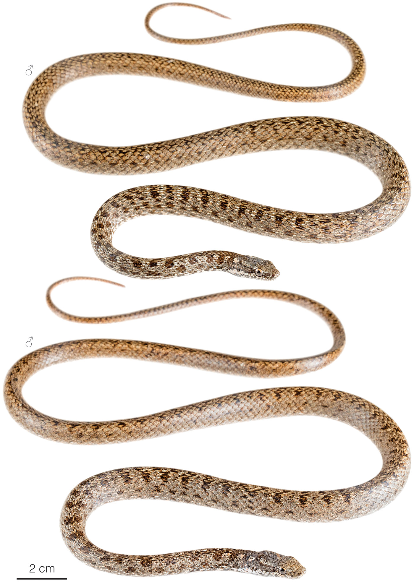 Figure showing variation among individuals of Pseudalsophis biserialis