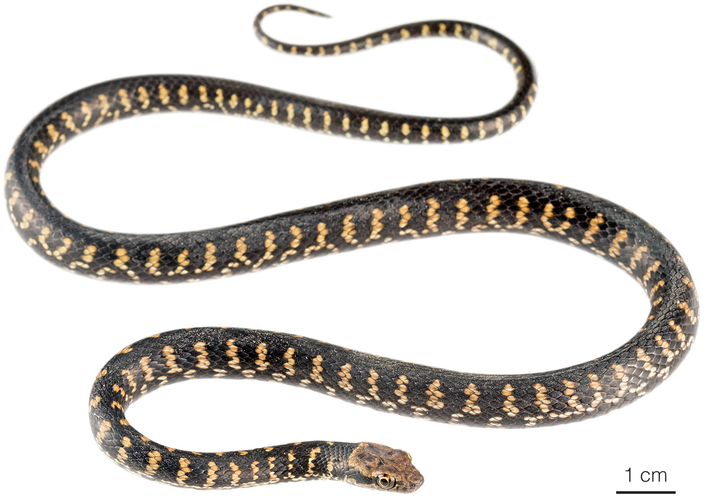 Figure showing an adult male of Pseudalsophis darwini