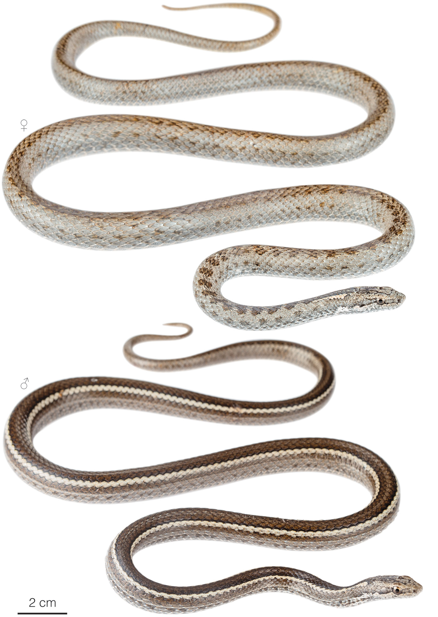 Figure showing variation among individuals of Pseudalsophis dorsalis